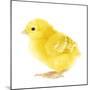 Chicken Chick in Studio-null-Mounted Photographic Print