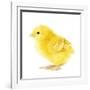 Chicken Chick in Studio-null-Framed Photographic Print