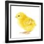 Chicken Chick in Studio-null-Framed Photographic Print