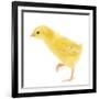 Chicken Chick in Studio-null-Framed Photographic Print