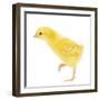 Chicken Chick in Studio-null-Framed Photographic Print