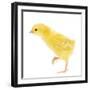 Chicken Chick in Studio-null-Framed Photographic Print