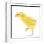 Chicken Chick in Studio-null-Framed Photographic Print