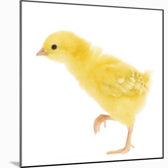 Chicken Chick in Studio-null-Mounted Photographic Print