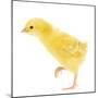 Chicken Chick in Studio-null-Mounted Photographic Print