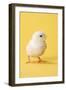 Chicken Chick on Yellow Background-null-Framed Photographic Print