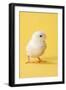 Chicken Chick on Yellow Background-null-Framed Photographic Print