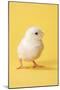 Chicken Chick on Yellow Background-null-Mounted Photographic Print