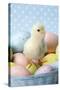 Chicken Chick Sitting on Coloured Eggs-null-Stretched Canvas