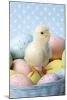 Chicken Chick Sitting on Coloured Eggs-null-Mounted Photographic Print
