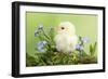 Chicken Chick-null-Framed Photographic Print