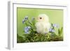Chicken Chick-null-Framed Photographic Print