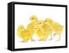 Chicken Chicks in Studio-null-Framed Stretched Canvas