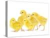 Chicken Chicks in Studio-null-Stretched Canvas
