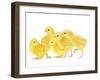 Chicken Chicks in Studio-null-Framed Photographic Print