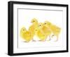 Chicken Chicks in Studio-null-Framed Photographic Print