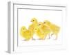 Chicken Chicks in Studio-null-Framed Photographic Print