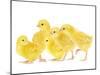 Chicken Chicks in Studio-null-Mounted Photographic Print