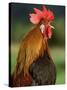 Chicken Cockerel Crowing-null-Stretched Canvas
