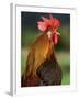 Chicken Cockerel Crowing-null-Framed Photographic Print