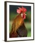 Chicken Cockerel Crowing-null-Framed Photographic Print