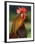 Chicken Cockerel Crowing-null-Framed Photographic Print