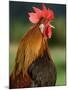 Chicken Cockerel Crowing-null-Mounted Photographic Print