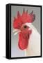 Chicken Cockerel White Hybrid in Studio-null-Framed Stretched Canvas