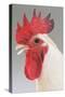 Chicken Cockerel White Hybrid in Studio-null-Stretched Canvas