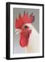 Chicken Cockerel White Hybrid in Studio-null-Framed Photographic Print