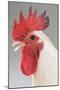 Chicken Cockerel White Hybrid in Studio-null-Mounted Photographic Print