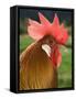 Chicken Cockerel-null-Framed Stretched Canvas