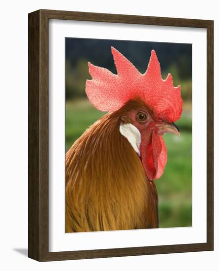 Chicken Cockerel-null-Framed Photographic Print