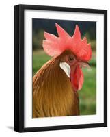 Chicken Cockerel-null-Framed Photographic Print