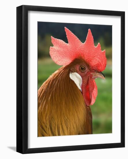 Chicken Cockerel-null-Framed Photographic Print