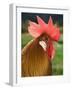 Chicken Cockerel-null-Framed Photographic Print