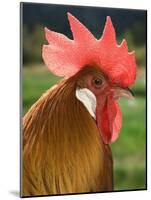 Chicken Cockerel-null-Mounted Photographic Print