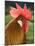 Chicken Cockerel-null-Mounted Photographic Print