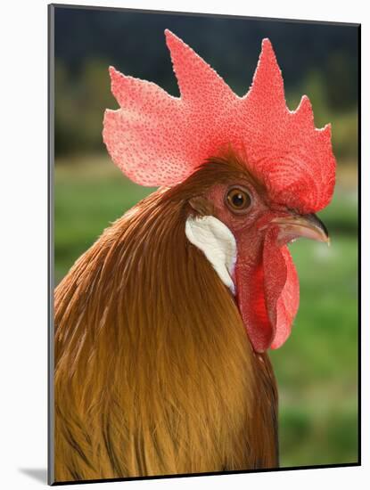 Chicken Cockerel-null-Mounted Photographic Print