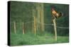 Chicken Colourful Cockerel Crowing on Fence in Garden-null-Stretched Canvas