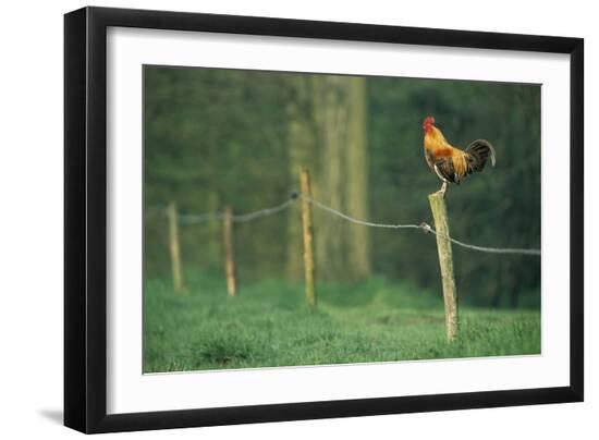Premium Photographic Print, , large
