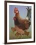 Chicken Family, 2016-Pat Scott-Framed Giclee Print