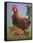 Chicken Family, 2016-Pat Scott-Framed Stretched Canvas