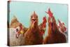 Chicken for Dinner-Lucia Heffernan-Stretched Canvas