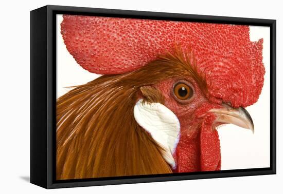 Chicken Gallic Rooster, Cockerel Close-Up of Face-null-Framed Stretched Canvas