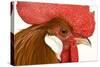 Chicken Gallic Rooster, Cockerel Close-Up of Face-null-Stretched Canvas