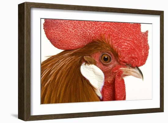Chicken Gallic Rooster, Cockerel Close-Up of Face-null-Framed Photographic Print