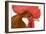 Chicken Gallic Rooster, Cockerel Close-Up of Face-null-Framed Photographic Print