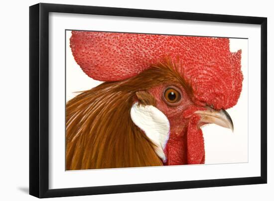 Chicken Gallic Rooster, Cockerel Close-Up of Face-null-Framed Photographic Print