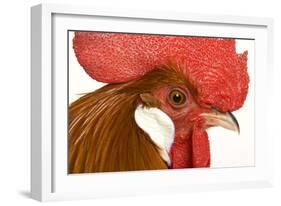 Chicken Gallic Rooster, Cockerel Close-Up of Face-null-Framed Photographic Print